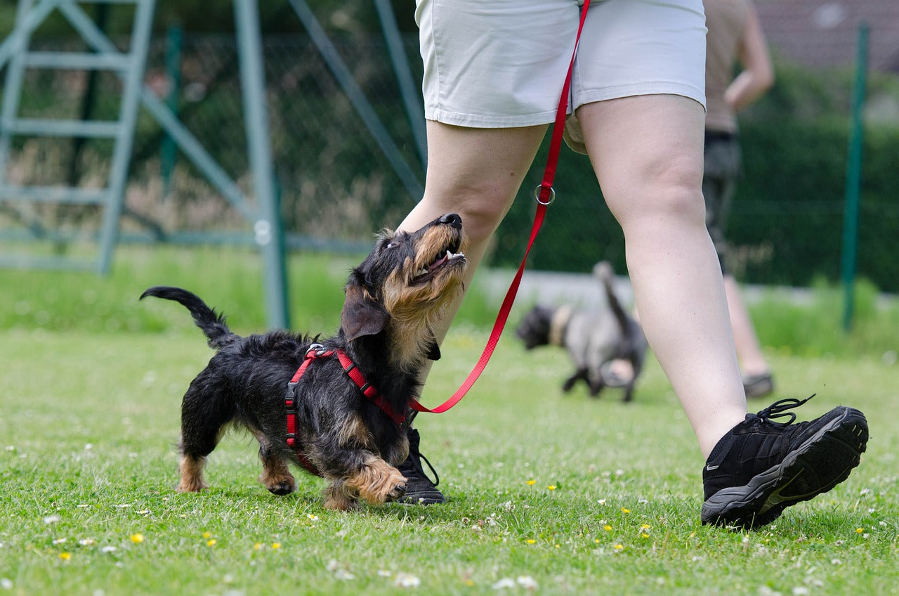 Comment Entraîner Votre Chien à Ne Pas Tirer sur la Laisse