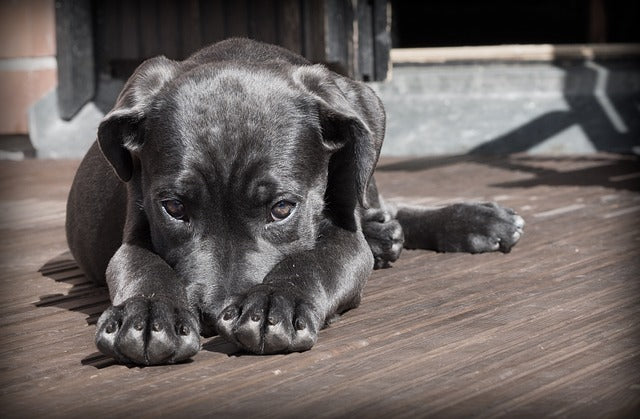 Comment Entraîner Votre Chien à Respecter les Mots : Guide Pratique