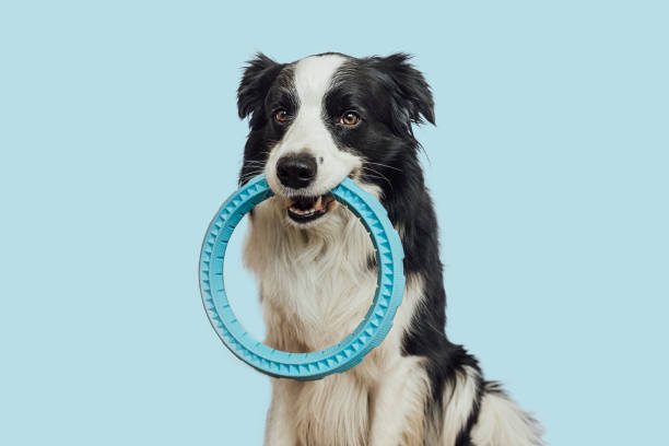 jouets pour chiens