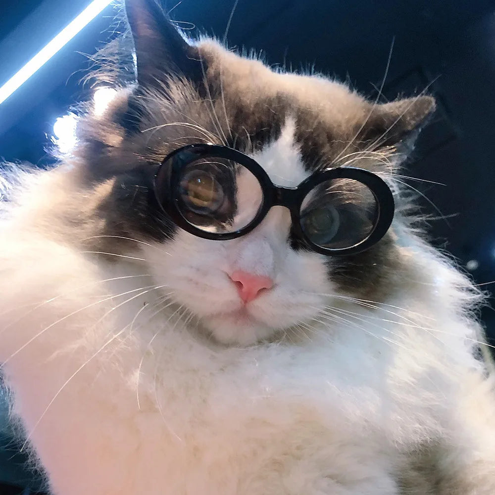 Lunettes Pour chats- élégances et protection