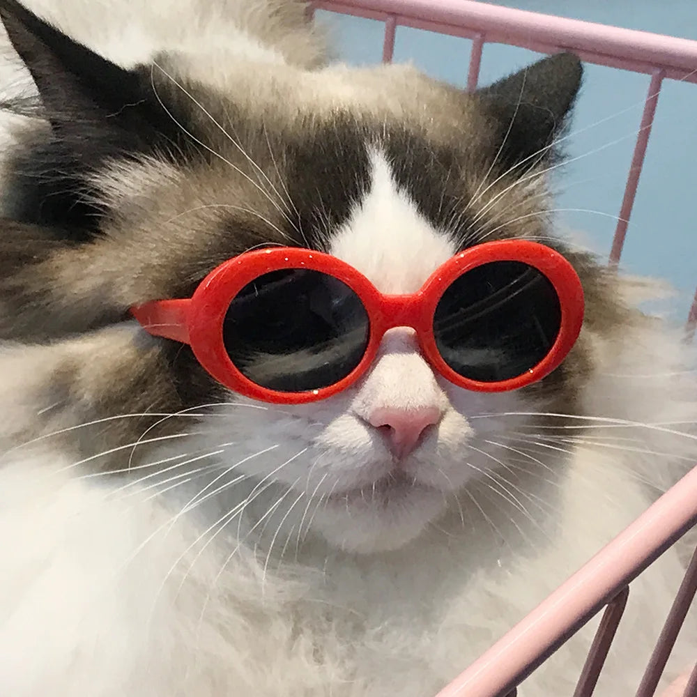 Lunettes Pour chats- élégances et protection