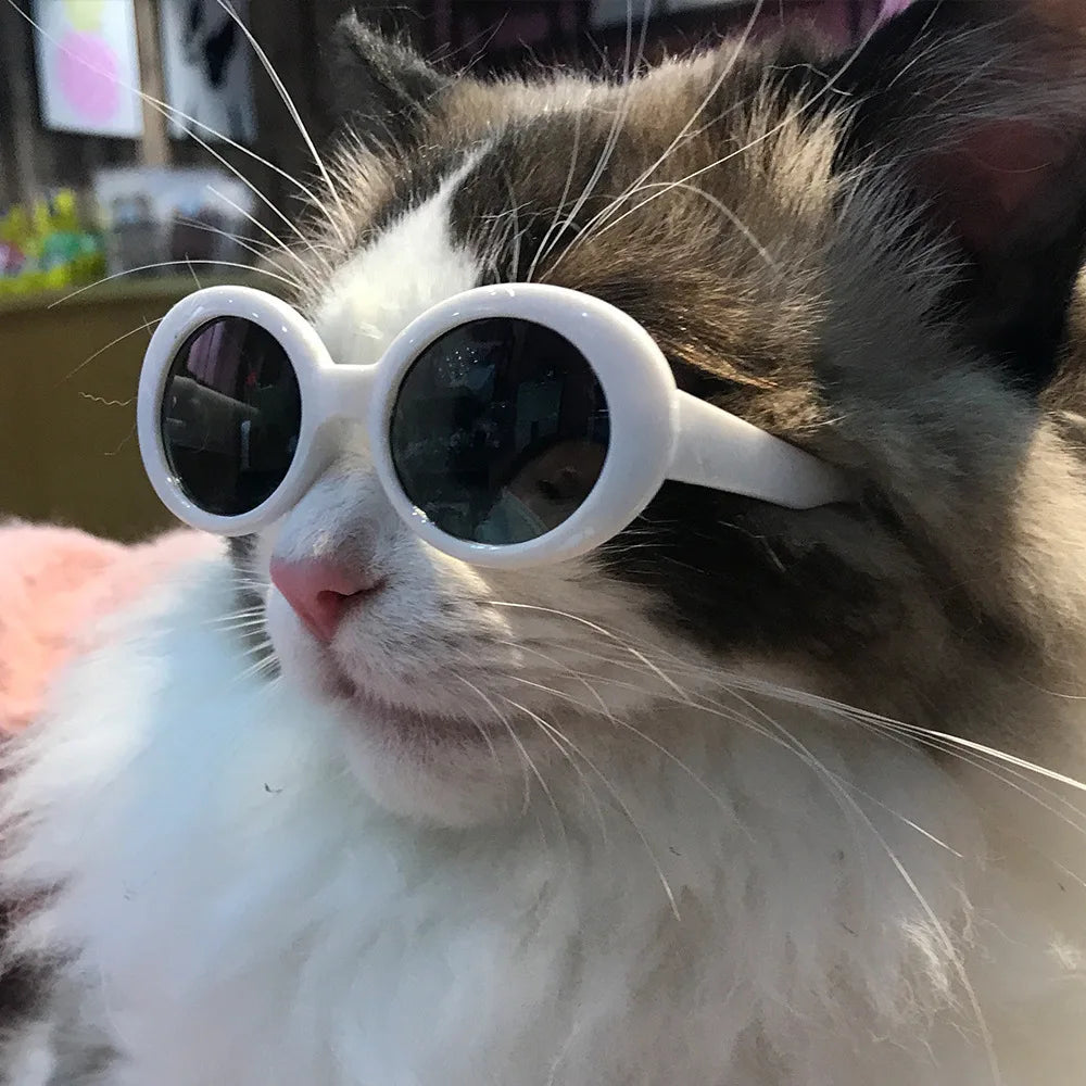 Lunettes Pour chats- élégances et protection