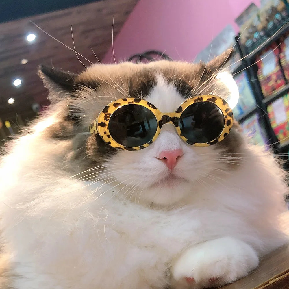 Lunettes Pour chats- élégances et protection